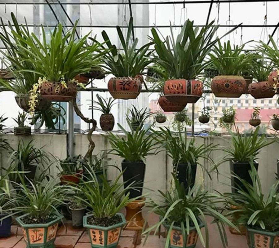Móc lan dài 50 cm dây 2,5mm